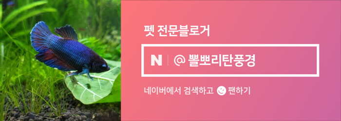 아쿠아pure 이미지