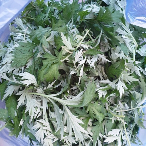 천년약초 이미지