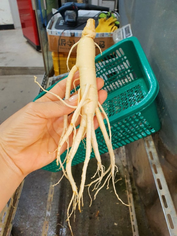 신창인삼사 이미지