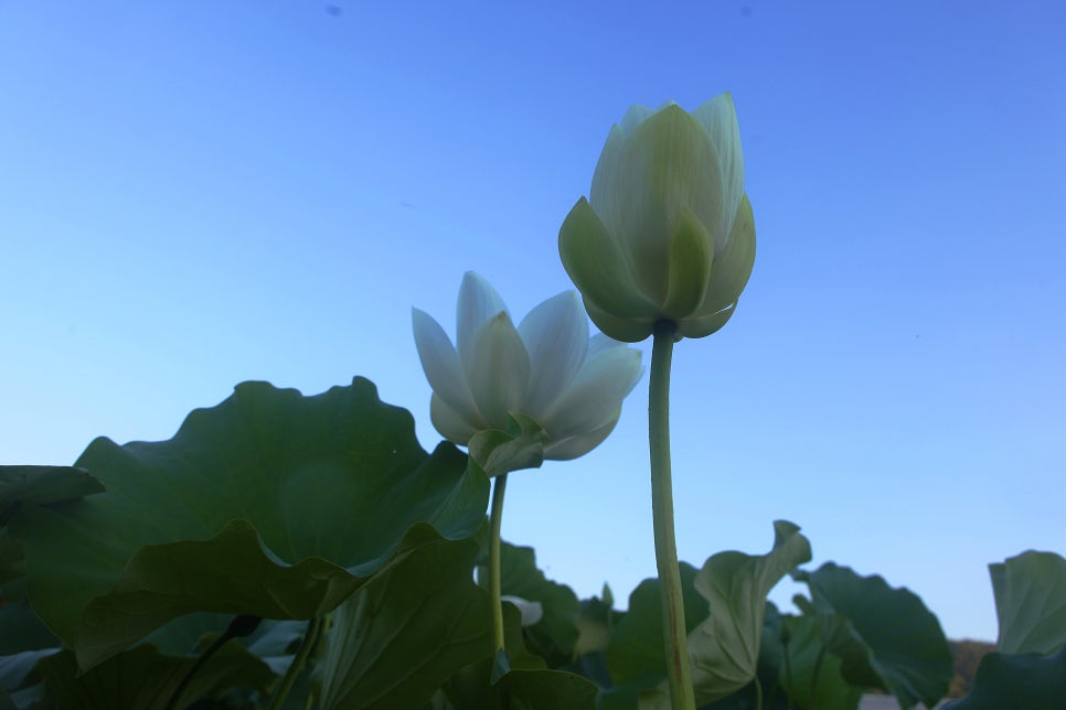 백설연차 이미지
