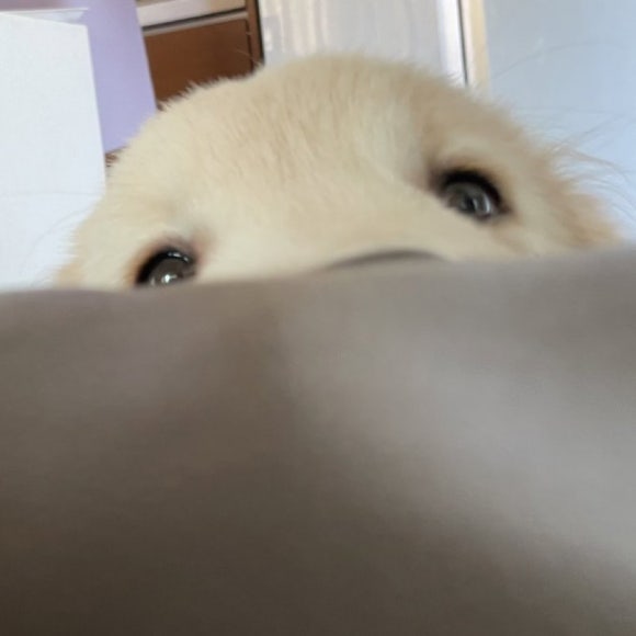 부타 이미지