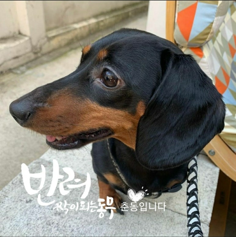 짝이되는동무 이미지