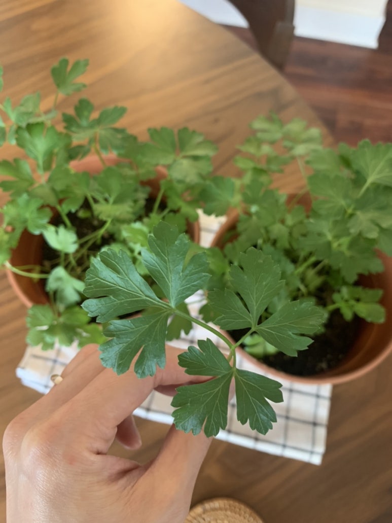 자라다plant 이미지