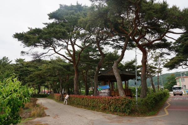 숲:토닥 이미지