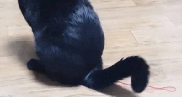 스키타는고양이 이미지
