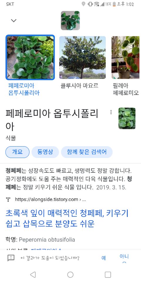 페페상사 이미지