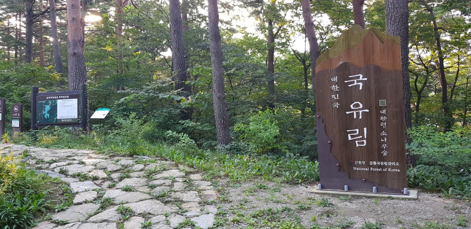 국립대관령자연휴양림 이미지