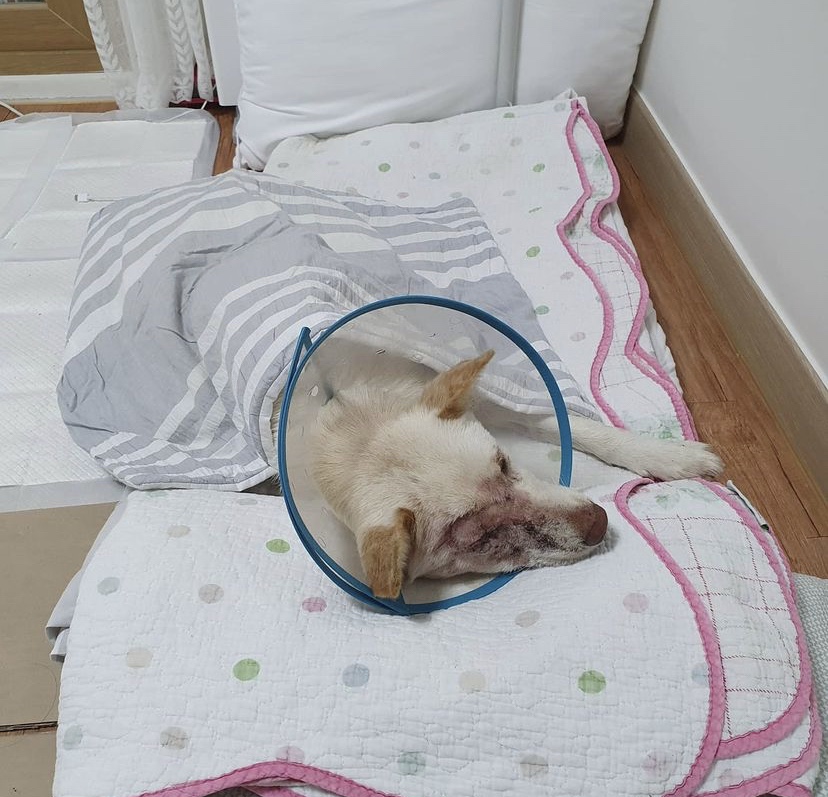 알지 아라 이미지