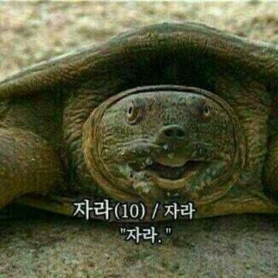 아기동물카페 이미지