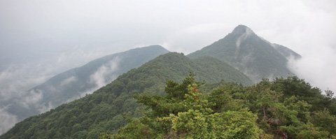 한국명품산삼 이미지