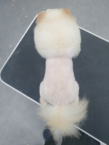 프로펫애견종합전문교육원 이미지