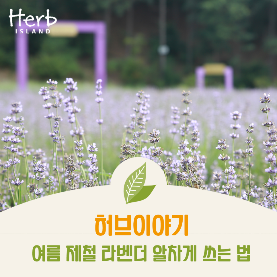허브이야기 이미지