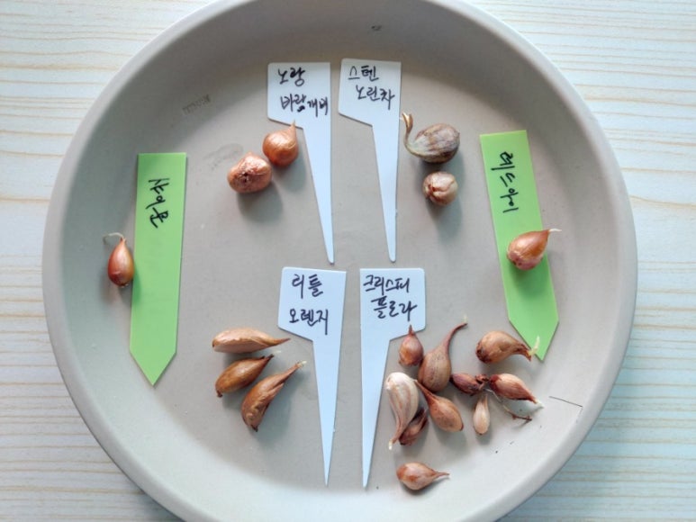 리틀플로라 이미지