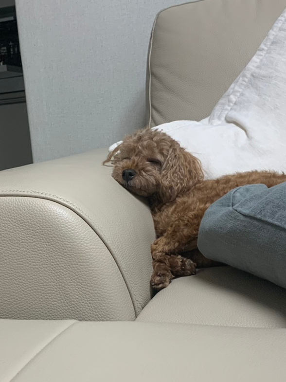 모모 떡볶기 이미지