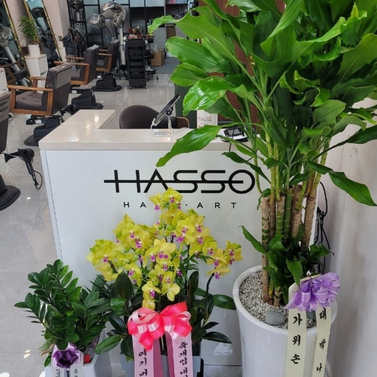 하쏘헤어 이미지