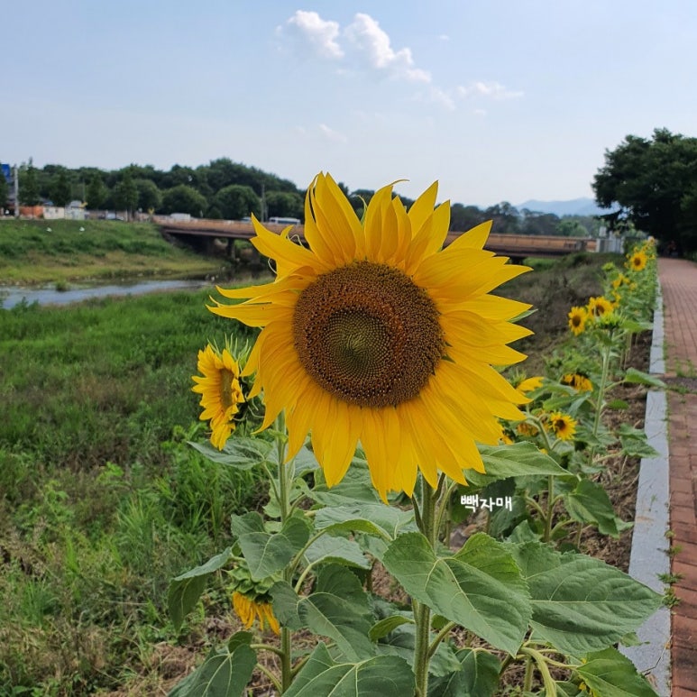 이승윤의 알통떡강정 경주중앙점 이미지