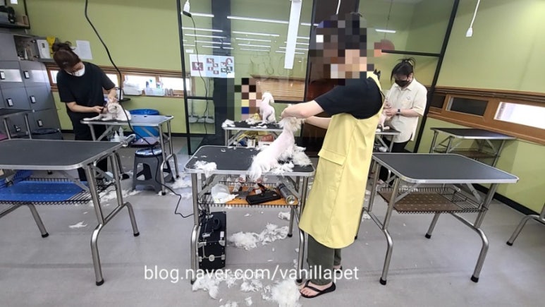 바닐라애견미용학원 이미지