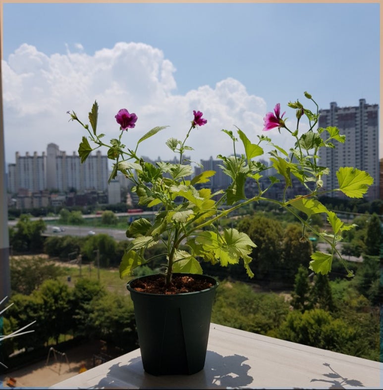 기아플라워 이미지