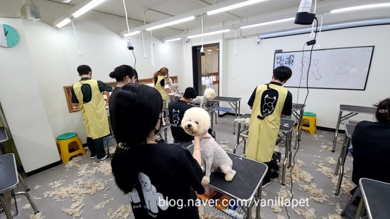 바닐라애견미용학원 이미지