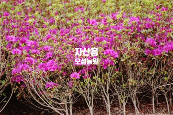 오성농원 이미지