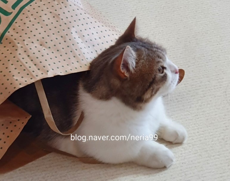 오수봉투 이미지