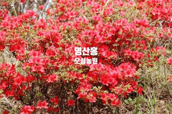 오성농원 이미지