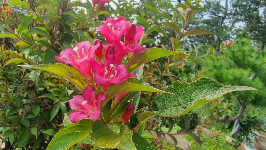 치유농장 연원당 이미지