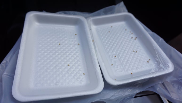 꼬마김밥천국 이미지