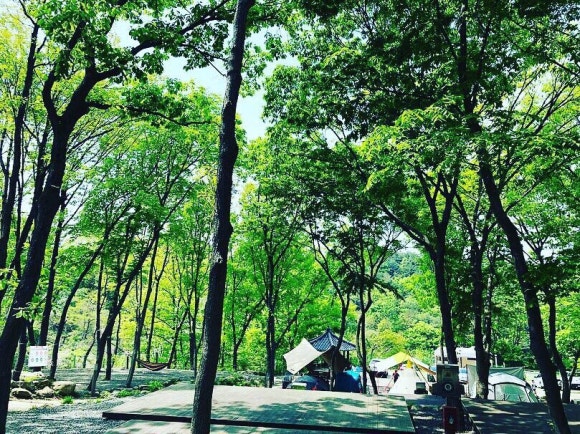 비슬산 숲속 오토캠핑장 이미지