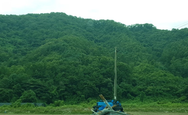 진안마이산장어 이미지