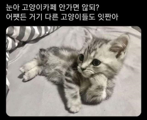 떼구루루 이미지