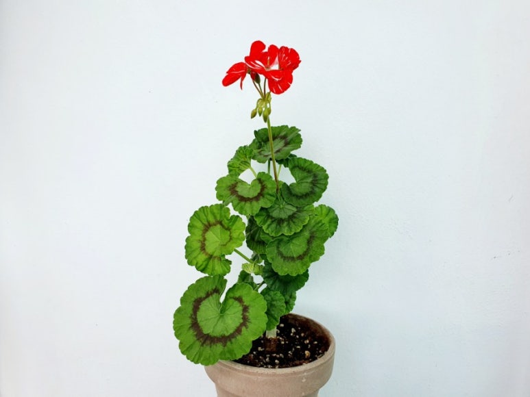 수니옷장 이미지