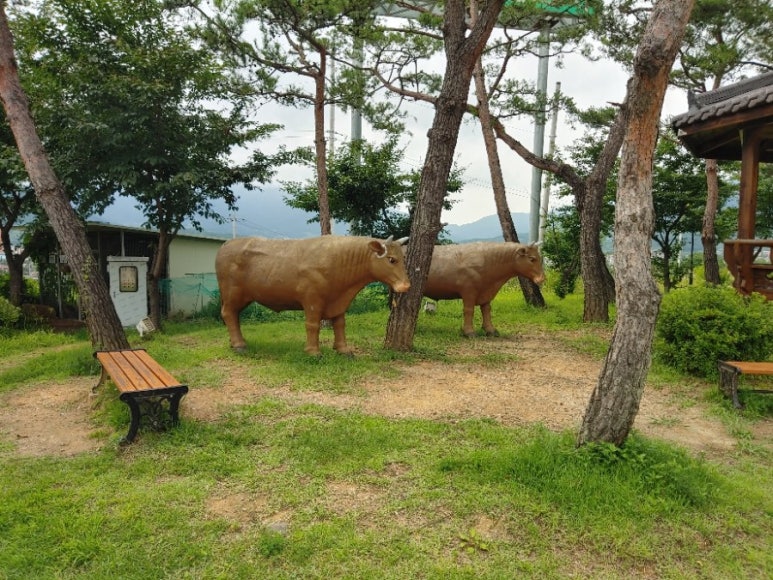 영주축협한우프라자 이미지