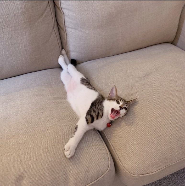 앙뚜 이미지