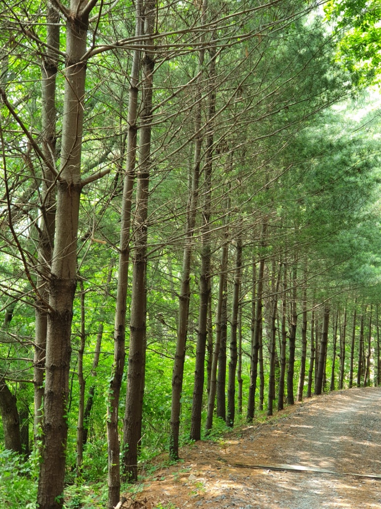 (주)산의 아침 이미지