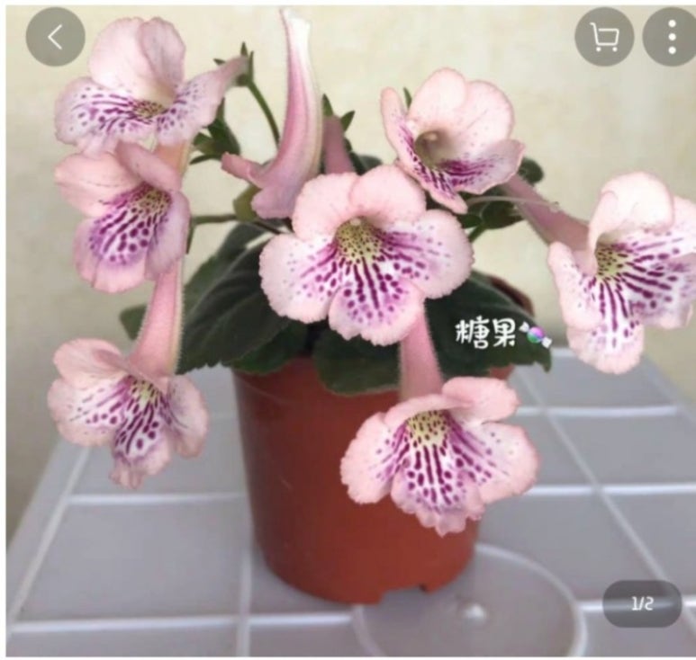 냐옹이네꽃집 이미지