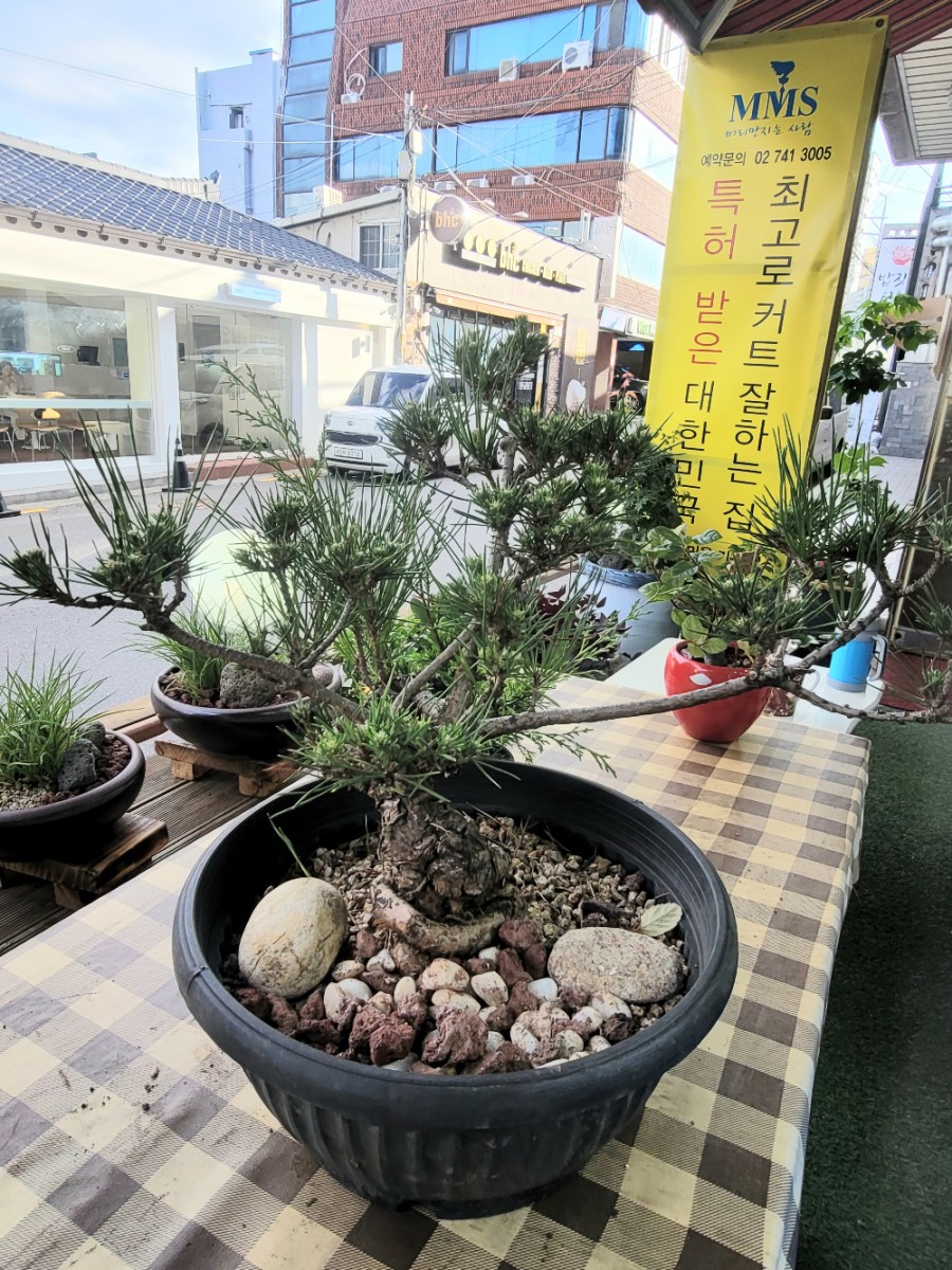 소나무미용실 이미지