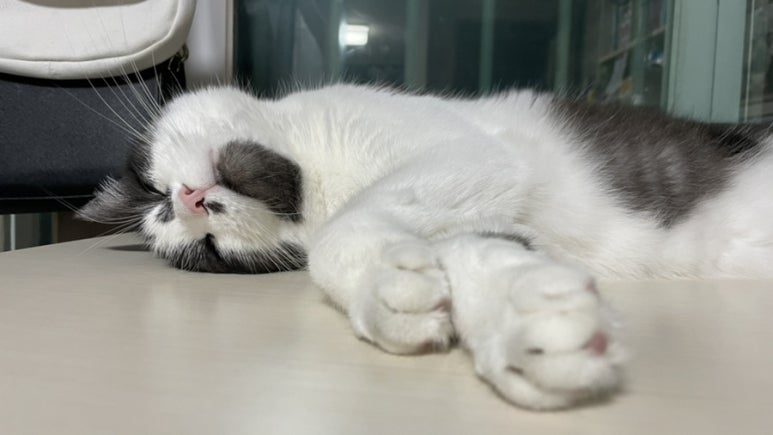 안동타이 이미지