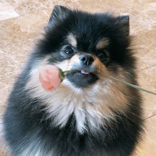 펫토피아 이미지