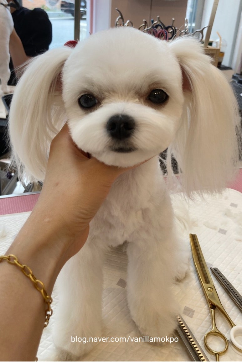 포미샵 이미지