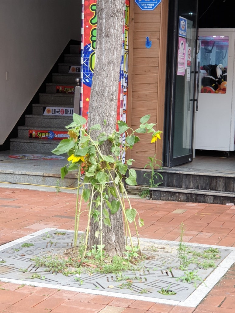황진이노래연습장 이미지