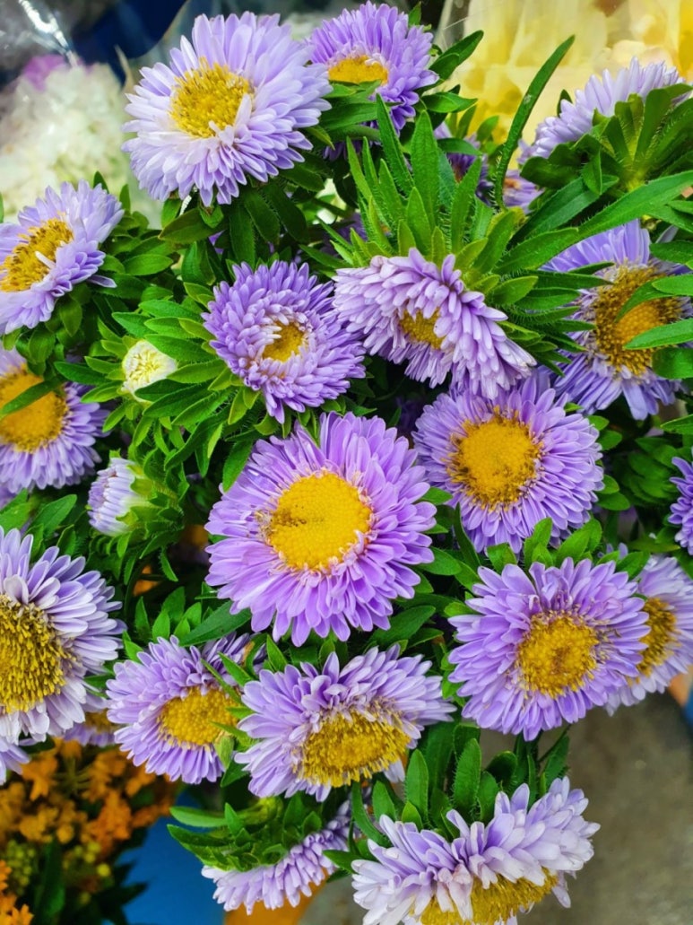 보라사 이미지