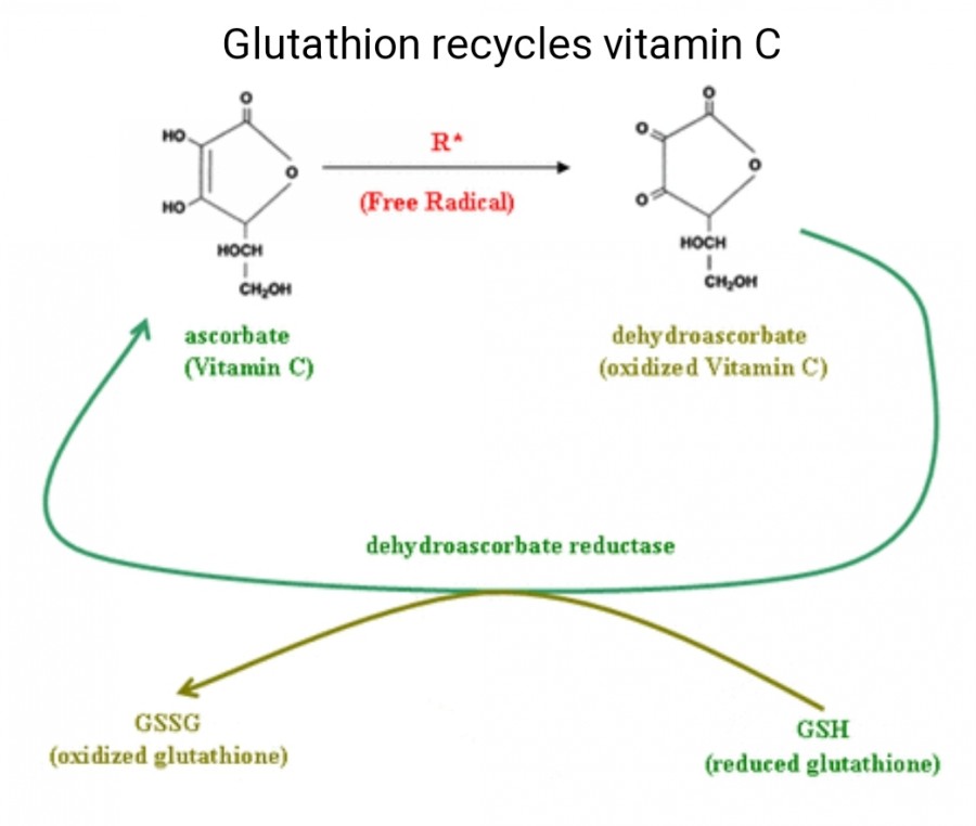 oral glutathione absorption poor A Targeted Metabolomic Assessment of Oral Glutathione Bioavailability and  Safety in Humans: A Randomized Crossover Clinical Trial