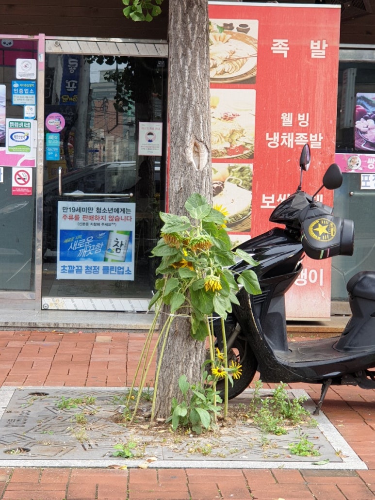 황진이노래연습장 이미지