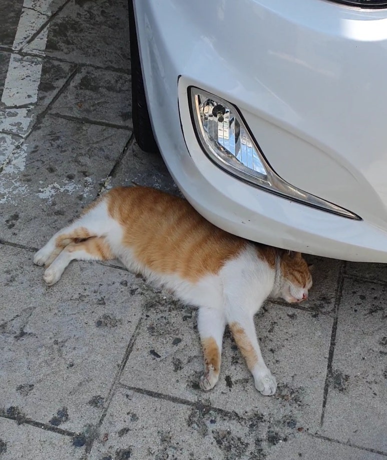 웅카페 이미지