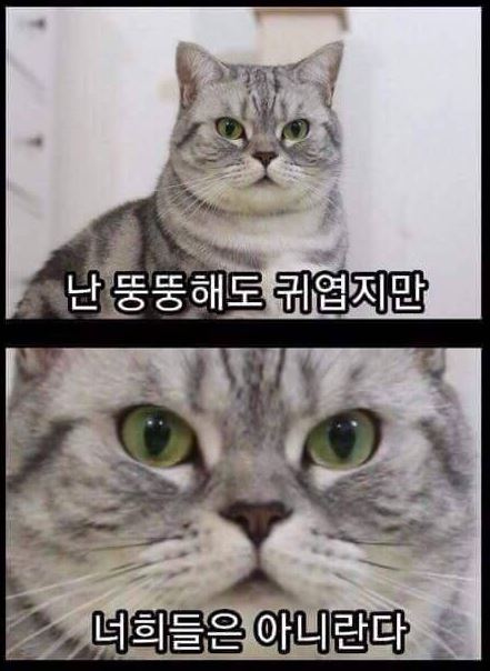 다마 이미지