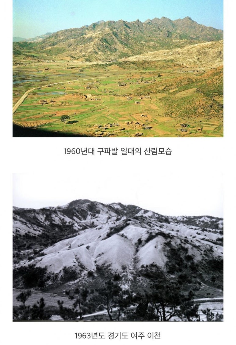 산에나무 이미지