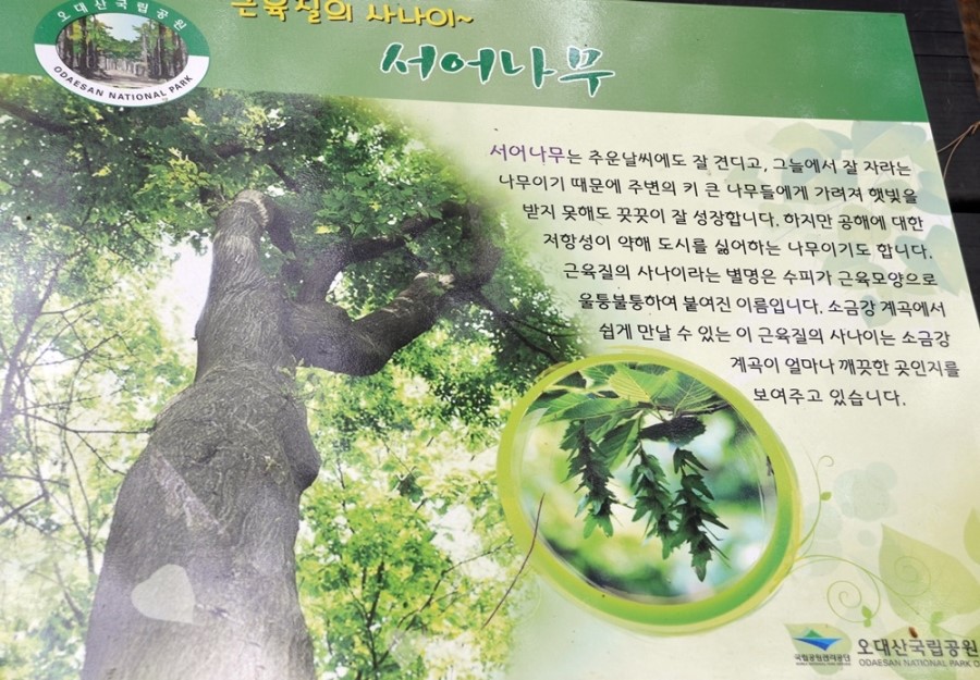 나무친구들 이미지