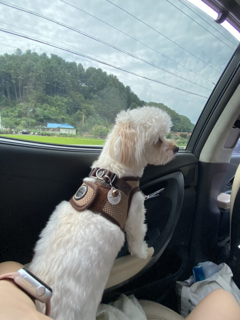 자니펜션 이미지