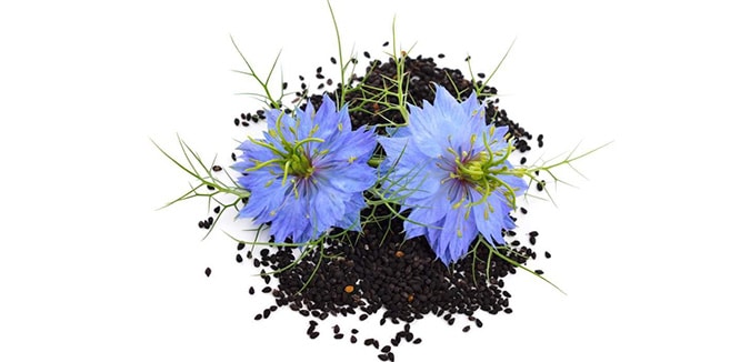 씨드(SeeD) 이미지